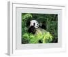 Giant Panda, Szechwan Province, China-Fernandez-Framed Art Print