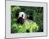 Giant Panda, Szechwan Province, China-Fernandez-Mounted Art Print