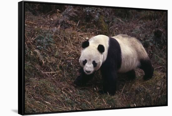 Giant Panda Walking on Forest Floor-DLILLC-Framed Stretched Canvas