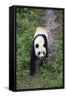 Giant Panda Walking on Forest Floor-DLILLC-Framed Stretched Canvas