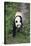 Giant Panda Walking on Forest Floor-DLILLC-Stretched Canvas