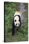 Giant Panda Walking on Forest Floor-DLILLC-Stretched Canvas