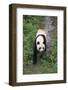 Giant Panda Walking on Forest Floor-DLILLC-Framed Photographic Print