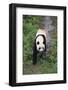 Giant Panda Walking on Forest Floor-DLILLC-Framed Photographic Print