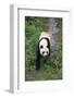 Giant Panda Walking on Forest Floor-DLILLC-Framed Photographic Print