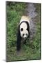 Giant Panda Walking on Forest Floor-DLILLC-Mounted Photographic Print