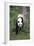 Giant Panda Walking on Forest Floor-DLILLC-Framed Photographic Print