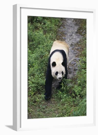 Giant Panda Walking on Forest Floor-DLILLC-Framed Photographic Print