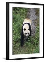 Giant Panda Walking on Forest Floor-DLILLC-Framed Photographic Print