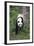 Giant Panda Walking on Forest Floor-DLILLC-Framed Photographic Print