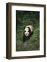 Giant Panda Walking on Forest Floor-DLILLC-Framed Photographic Print