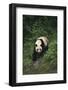 Giant Panda Walking on Forest Floor-DLILLC-Framed Photographic Print