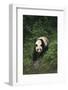 Giant Panda Walking on Forest Floor-DLILLC-Framed Photographic Print