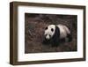 Giant Panda Walking on Forest Floor-DLILLC-Framed Photographic Print