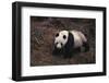 Giant Panda Walking on Forest Floor-DLILLC-Framed Photographic Print