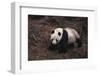 Giant Panda Walking on Forest Floor-DLILLC-Framed Photographic Print