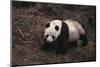 Giant Panda Walking on Forest Floor-DLILLC-Mounted Photographic Print