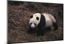 Giant Panda Walking on Forest Floor-DLILLC-Mounted Photographic Print