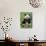 Giant Panda, Wolong Nr, Qionglai Mts, Sichuan, China-Lynn M. Stone-Photographic Print displayed on a wall