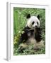 Giant Panda, Wolong Nr, Qionglai Mts, Sichuan, China-Lynn M. Stone-Framed Photographic Print