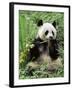 Giant Panda, Wolong Nr, Qionglai Mts, Sichuan, China-Lynn M. Stone-Framed Photographic Print