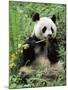 Giant Panda, Wolong Nr, Qionglai Mts, Sichuan, China-Lynn M. Stone-Mounted Photographic Print