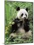 Giant Panda, Wolong Nr, Qionglai Mts, Sichuan, China-Lynn M. Stone-Mounted Photographic Print