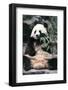 Giant Panda-Art Wolfe-Framed Giclee Print