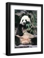 Giant Panda-Art Wolfe-Framed Giclee Print