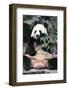 Giant Panda-Art Wolfe-Framed Giclee Print