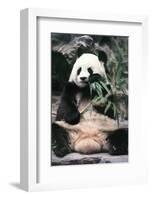 Giant Panda-Art Wolfe-Framed Giclee Print