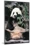 Giant Panda-Art Wolfe-Mounted Giclee Print