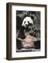 Giant Panda-Art Wolfe-Framed Art Print