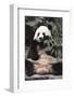 Giant Panda-Art Wolfe-Framed Art Print
