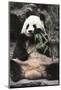 Giant Panda-Art Wolfe-Mounted Art Print