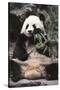 Giant Panda-Art Wolfe-Stretched Canvas