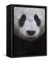 Giant Panda-Keren Su-Framed Stretched Canvas