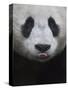 Giant Panda-Keren Su-Stretched Canvas