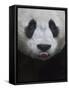 Giant Panda-Keren Su-Framed Stretched Canvas