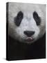 Giant Panda-Keren Su-Stretched Canvas