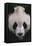 Giant Panda-DLILLC-Framed Stretched Canvas