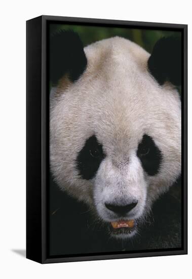 Giant Panda-DLILLC-Framed Stretched Canvas