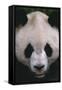 Giant Panda-DLILLC-Framed Stretched Canvas