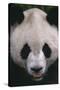 Giant Panda-DLILLC-Stretched Canvas