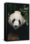 Giant Panda-DLILLC-Framed Stretched Canvas