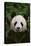 Giant Panda-DLILLC-Stretched Canvas