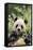 Giant Panda-DLILLC-Framed Stretched Canvas