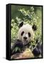 Giant Panda-DLILLC-Framed Stretched Canvas