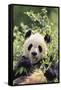 Giant Panda-DLILLC-Framed Stretched Canvas