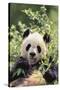 Giant Panda-DLILLC-Stretched Canvas